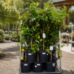  Citrónovník (Citrus limon) ´MEYERI´ - výška 140-150 cm, obvod kmeňa 4/6 cm, kont. C35L